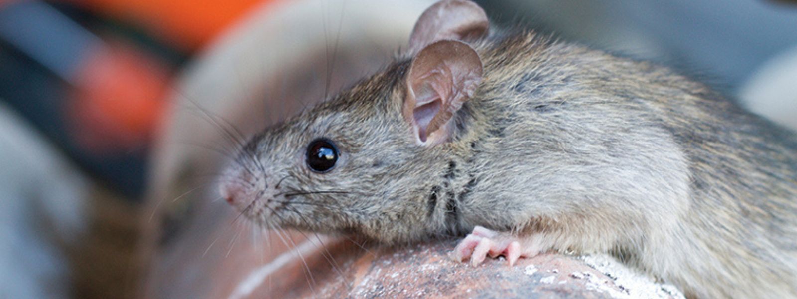 Leptospirosis Risk Rises In 12 Districts